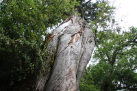 屋久島原生林　その３　弥生杉