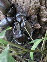 カブトムシ朝食の真っ最中