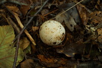 森の卵