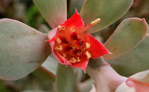 タカサゴノオキナの花