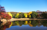 奈良公園の紅葉