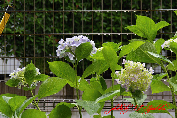 雨の紫陽花