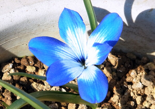 パープルブルーの花