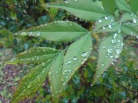 5月の雨の後のまん丸い雫たち