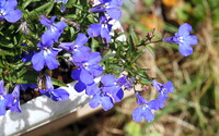 【初夏】プランターの中の花