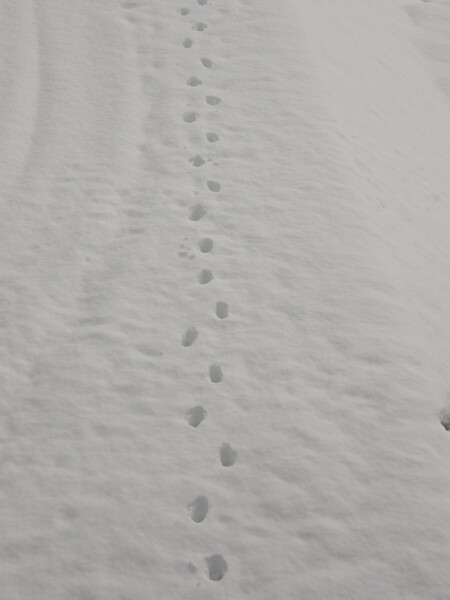雪についた足跡