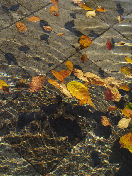 水面の枯葉