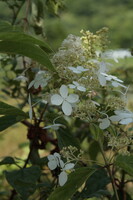 ８月の紫陽花２