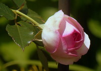 薔薇の蕾のUP