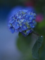 夏至の紫陽花