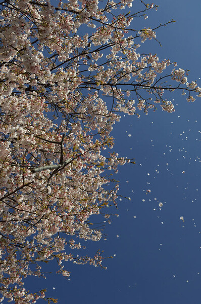 「春」桜吹雪