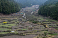 深山の春_四谷千枚田