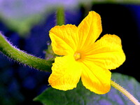 黄色い花　キュリUP