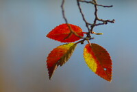 紅葉、見ーつけた