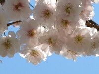 【おだやかに・・・・春】八重桜