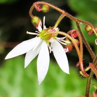 裏側からのユキノシタ