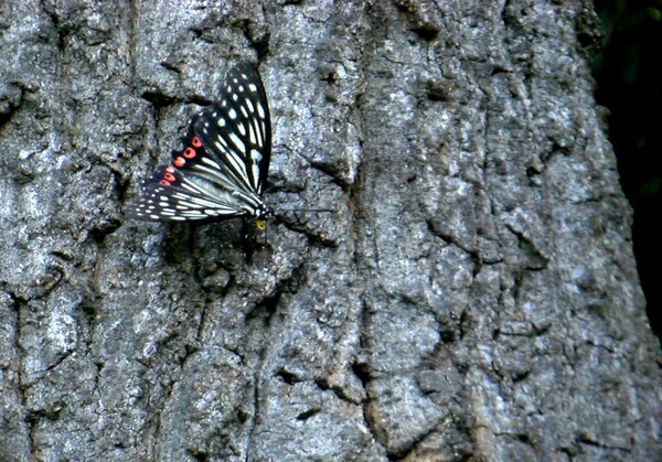 珍蝶３態、その１　アカボシゴマダラ蝶