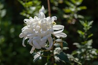 白い菊。