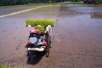 ポット苗の田植え。