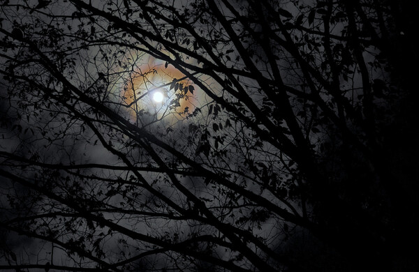 枝と月暈