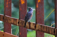 散歩道で見掛けた鳥は