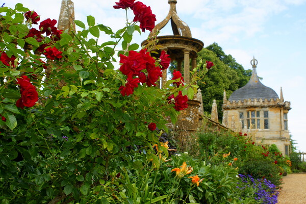 赤いバラ in 英国庭園