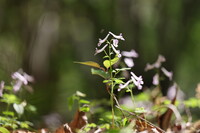 飛んでる？ 泳いでる？