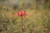 【秋】遅咲きひとり花