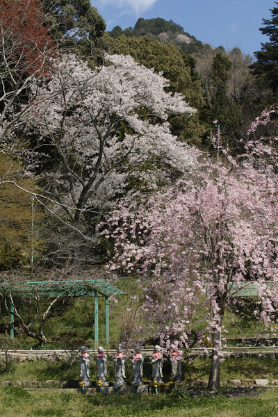枝垂れ桜と六地蔵