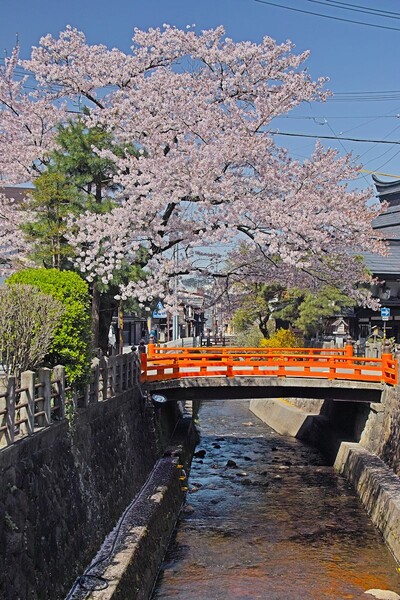 【淡彩】江名子川の桜