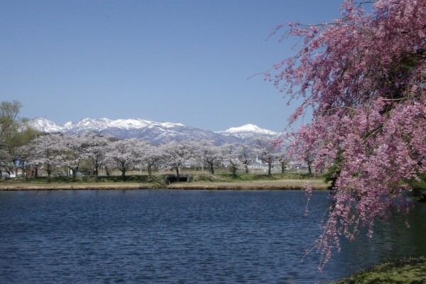 南湖の桜
