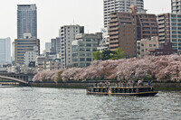 桜の街、水の街