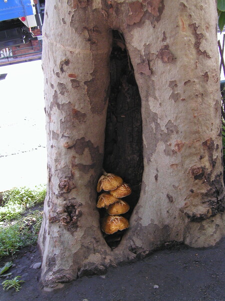 【木】街路樹のキノコ