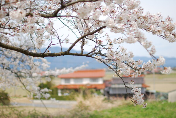 桜の風景