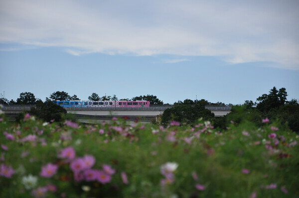 【花のある情景・秋】秋色リニモ疾走