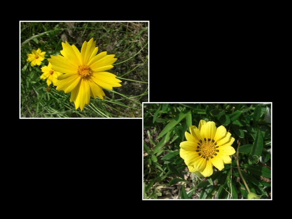 二種類の花
