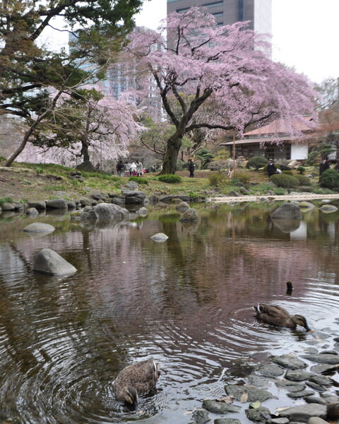 しだれ桜の池風景
