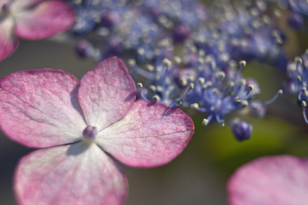 【今年の一枚】 山紫陽花