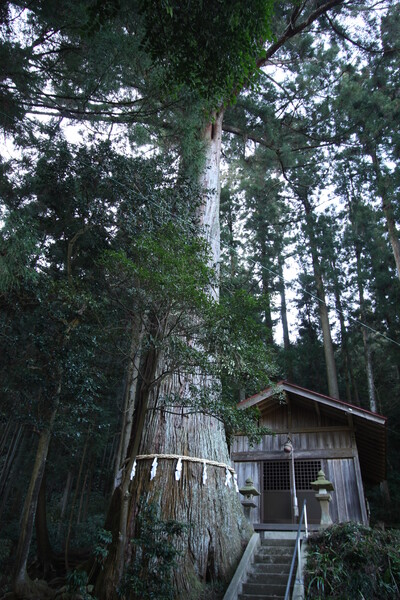 五柱神社の大杉