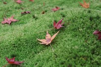 苔寺のモミジ