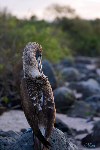Galápagos Islands 03