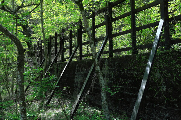 新緑の散歩道で
