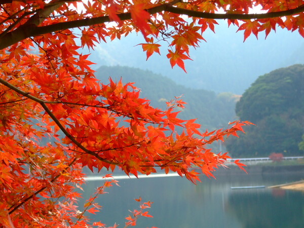 河内湖畔の紅葉