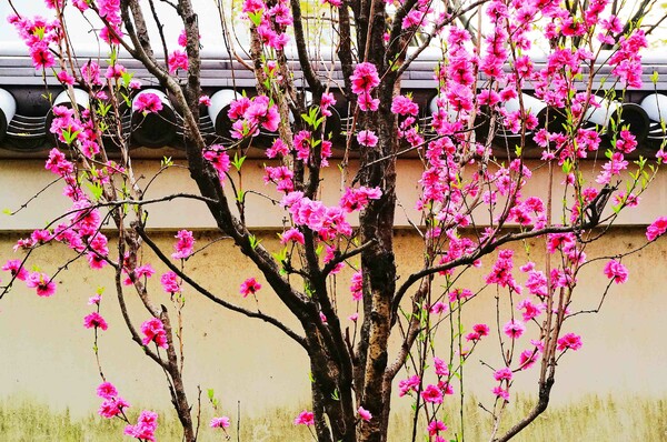 花桃