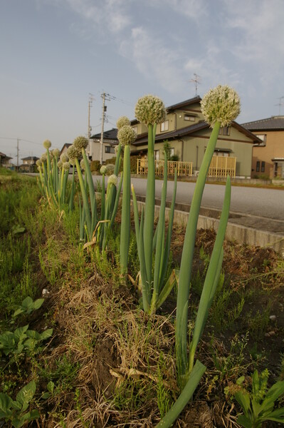 ねぎぼうず君