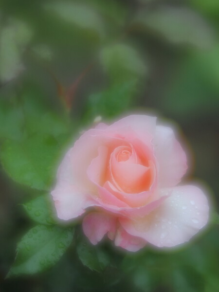 雫薔薇