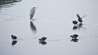 冬模様の水鳥たち