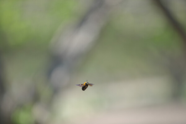 クマンバチの飛行