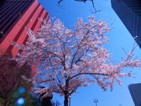 『都会の桜２』