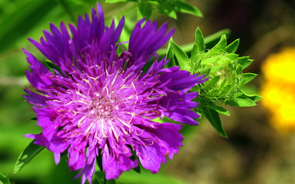 【好きなもの】紫の花